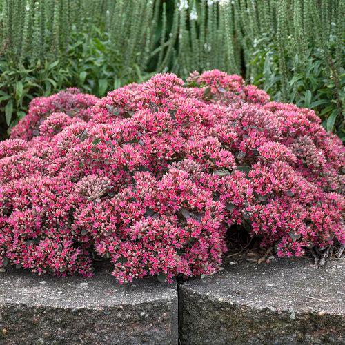 Sedum ‘Popstar’ ~ Rock 'N Round™ Popstar Stonecrop-ServeScape