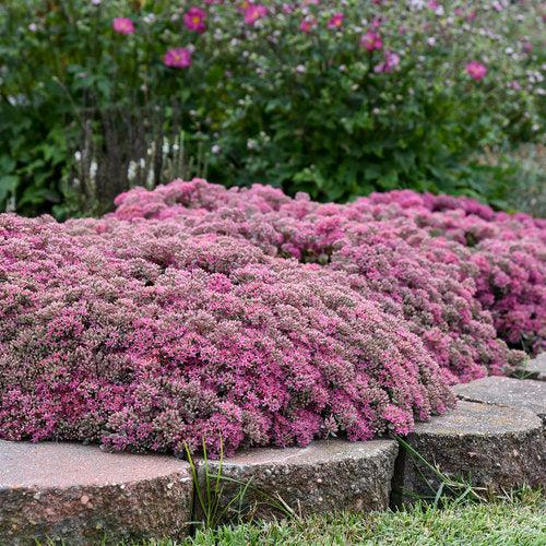 Sedum ‘Popstar’ ~ Rock 'N Round™ Popstar Stonecrop-ServeScape