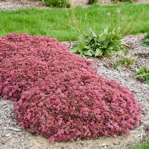 Sedum ‘Popstar’ ~ Rock 'N Round™ Popstar Stonecrop-ServeScape