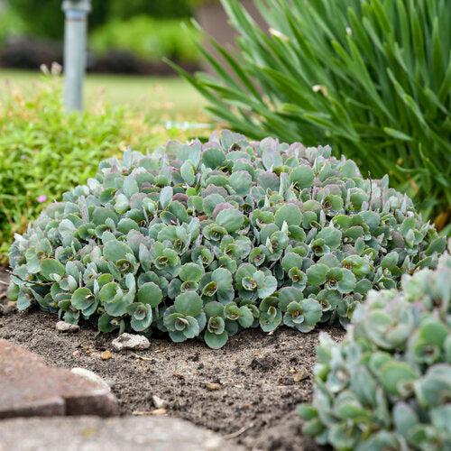 Sedum ‘Popstar’ ~ Rock 'N Round™ Popstar Stonecrop-ServeScape