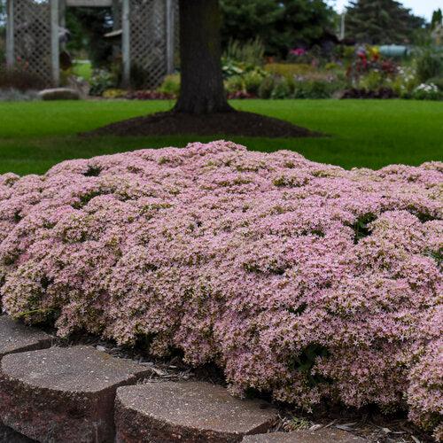 Sedum ‘Pure Joy’ ~ Rock 'N Round™ Pure Joy Stonecrop-ServeScape