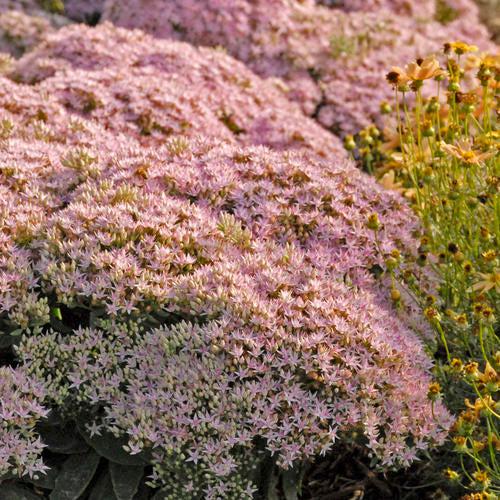 Sedum ‘Pure Joy’ ~ Rock 'N Round™ Pure Joy Stonecrop-ServeScape