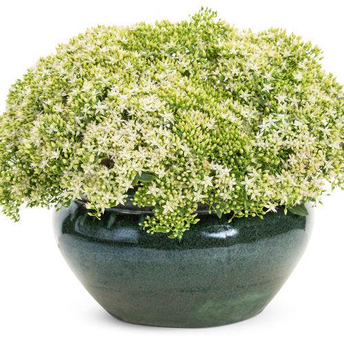 Sedum 'Bundle of Joy' ~ Rock 'N Round® Bundle of Joy Stonecrop-ServeScape