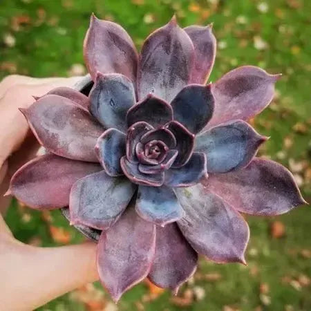 Echeveria 'Marrom' ~ Marrom Echeveria-ServeScape