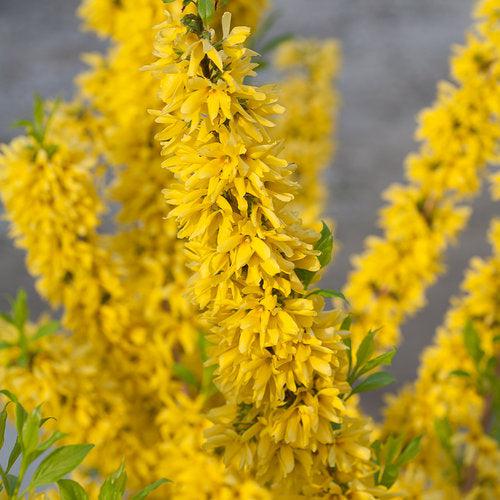 Forsythia x intermedia 'Mindor' ~ Show Offt® Forsythia-ServeScape