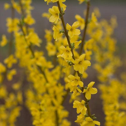 Forsythia x intermedia 'Mindor' ~ Show Offt® Forsythia-ServeScape