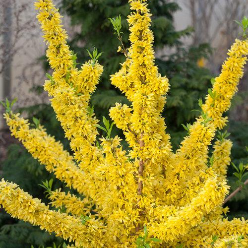 Forsythia x intermedia 'Mindor' ~ Show Offt® Forsythia-ServeScape