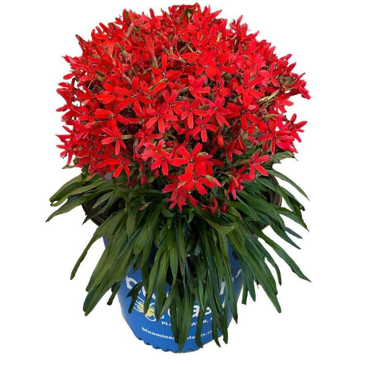 Silene virginica 'Sil005' ~ Bloomin' Easy® Forged by Fire™ Catchfly-ServeScape