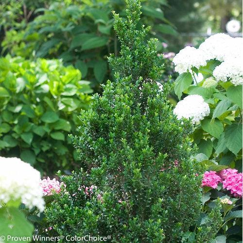 Ilex crenata 'Farrowone' ~ Sky Box® Japanese Holly-ServeScape