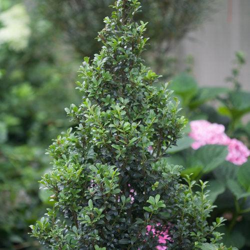 Ilex crenata 'Farrowone' ~ Sky Box® Japanese Holly-ServeScape