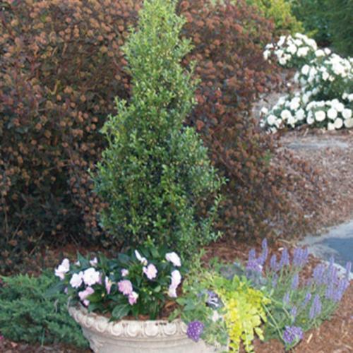 Ilex crenata 'Farrowone' ~ Sky Box® Japanese Holly-ServeScape