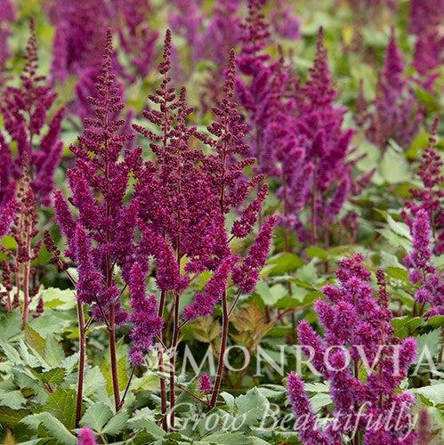 Astilbe chinensis 'Vision in Red' ~ Monrovia® Vision in Red Chinese Astilbe-ServeScape