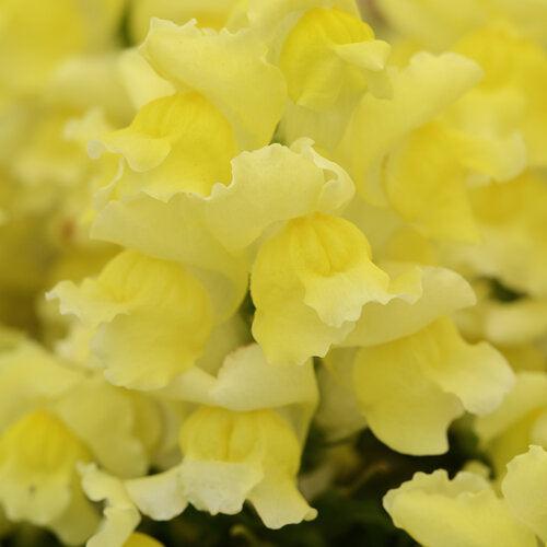 Antirrhinum majus 'PAS409666' ~ Snapshot™ Yellow Snapdragon-ServeScape