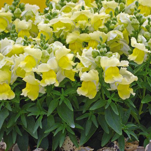 Antirrhinum majus 'PAS409666' ~ Snapshot™ Yellow Snapdragon-ServeScape