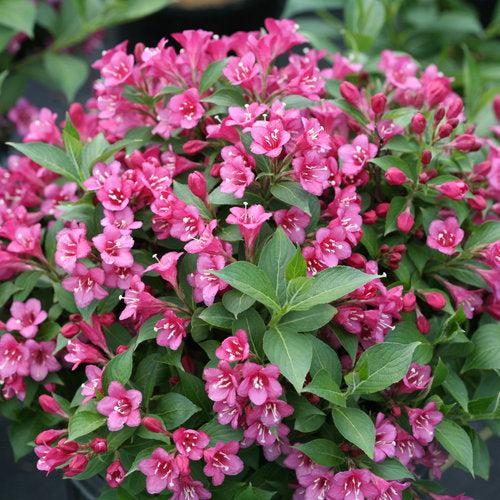 Weigela florida 'VUKOZLyra' ~ Snippet® Dark Pink Weigela-ServeScape