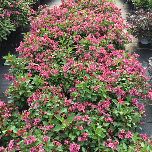 Weigela florida 'VUKOZLyra' ~ Snippet® Dark Pink Weigela-ServeScape