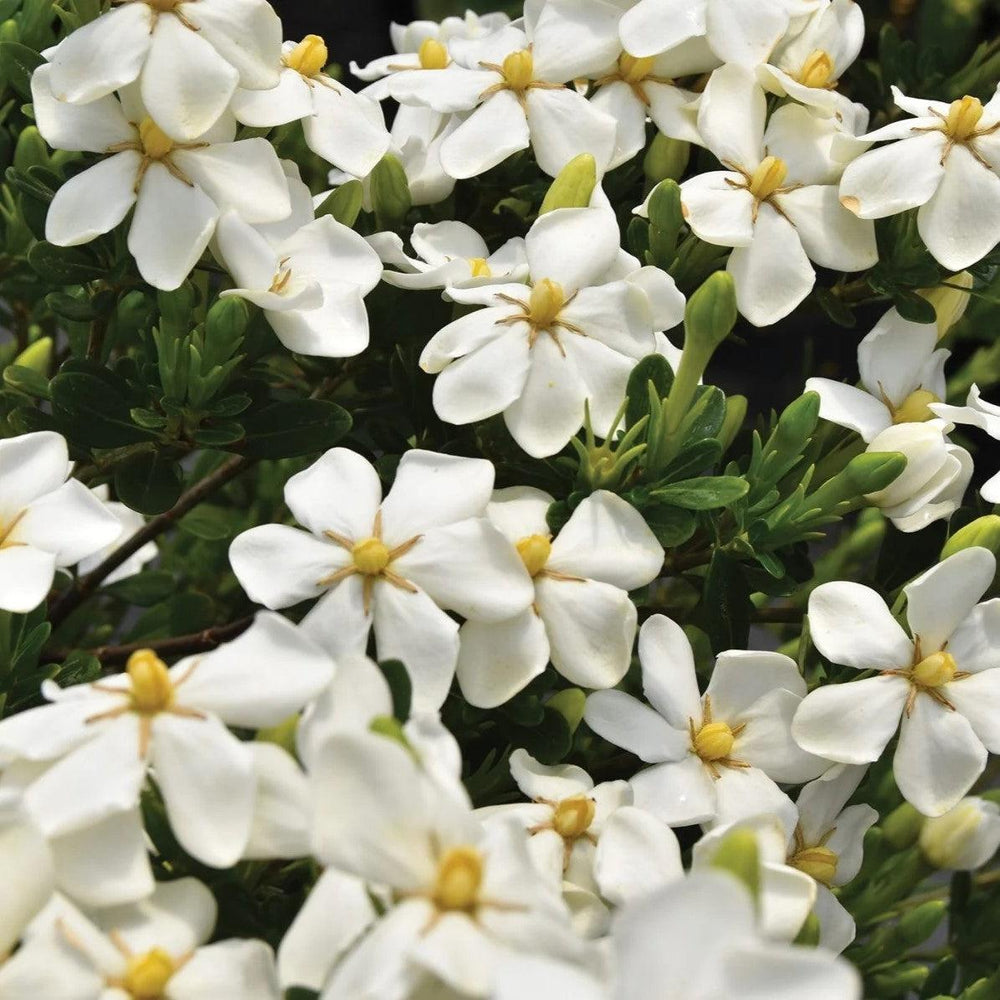 Gardenia jasminoides 'WAH-LM' PP 30,239 ~ Snow Girl™ Gardenia-ServeScape