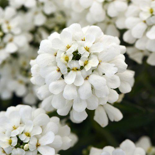 Iberis sempervirens 'Snowsation' ~ Snowsation™ Candytuft-ServeScape