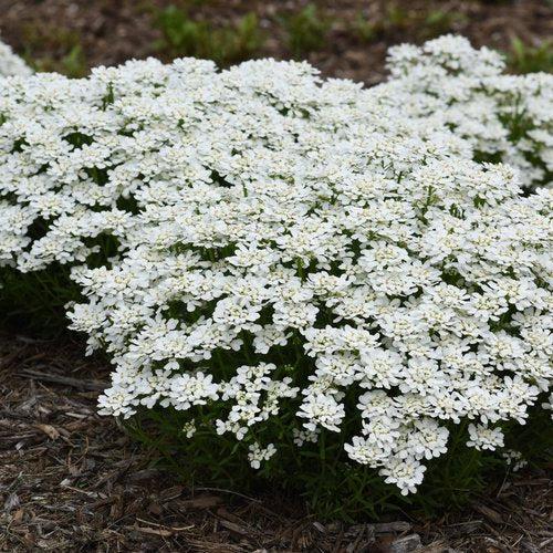 Iberis sempervirens 'Snowsation' ~ Snowsation™ Candytuft-ServeScape