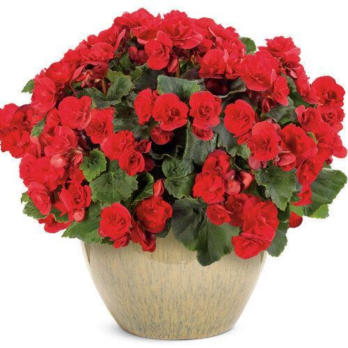 Begonia x hiemalis 'Solenia Scarlet' ~ Solenia® Scarlet Rieger Begonia-ServeScape