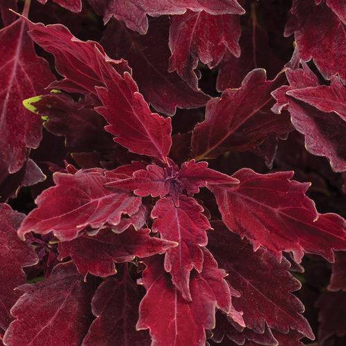 Solenostemon scutellarioides 'Cherry Brandy' ~ PW® ColorBlaze® Royal Cherry Brandy® Coleus-ServeScape