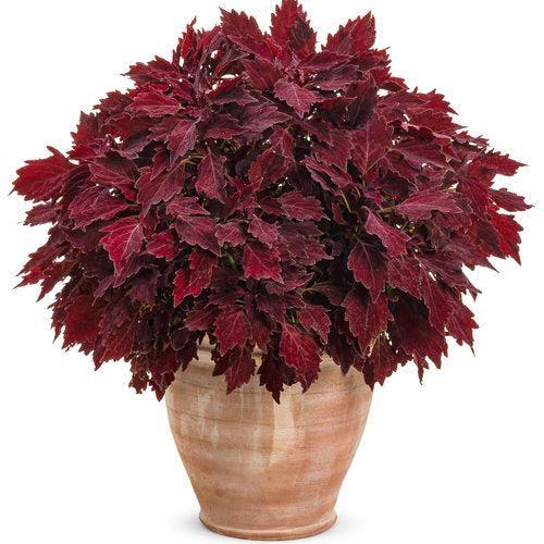 Solenostemon scutellarioides 'Cherry Brandy' ~ PW® ColorBlaze® Royal Cherry Brandy® Coleus-ServeScape