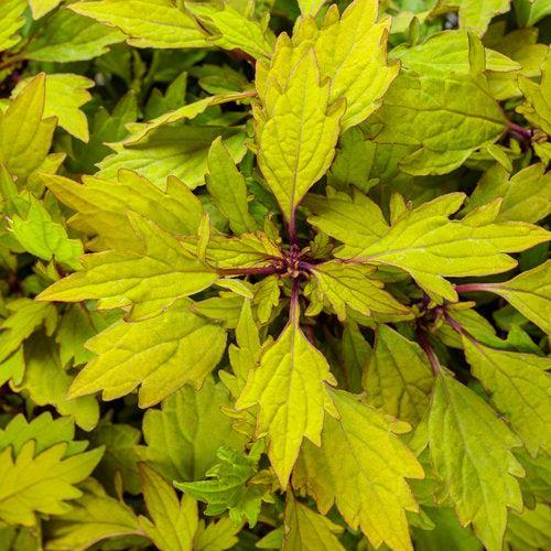 Solenostemon scutellarioides 'Pineapple Brandy' ~ PW® ColorBlaze® Royal Pineapple Brandy™ Coleus-ServeScape
