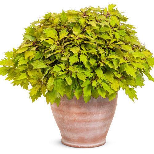 Solenostemon scutellarioides 'Pineapple Brandy' ~ PW® ColorBlaze® Royal Pineapple Brandy™ Coleus-ServeScape