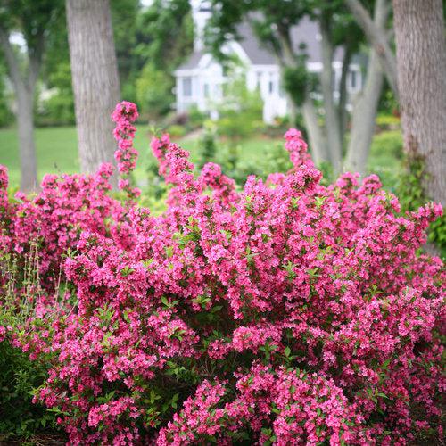 Weigela florida 'Bokrasopin' ~ Sonic Bloom® Pink Weigela-ServeScape