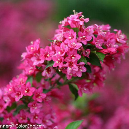 Weigela florida 'Bokrasopin' ~ Sonic Bloom® Pink Weigela-ServeScape