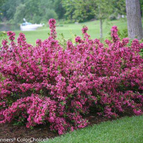 Weigela florida 'Bokrasopin' ~ Sonic Bloom® Pink Weigela-ServeScape