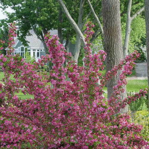 Weigela florida 'Bokrasopin' ~ Sonic Bloom® Pink Weigela-ServeScape