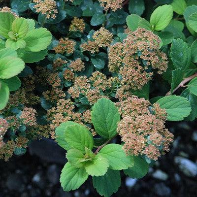 Spiraea betulifolia 'Tor' ~ Tor Birchleaf Spirea-ServeScape