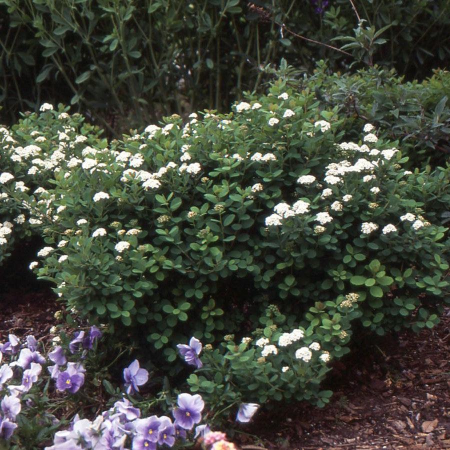 Spiraea betulifolia 'Tor' ~ Tor Birchleaf Spirea-ServeScape