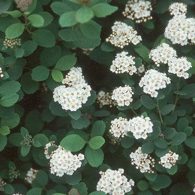 Spiraea betulifolia 'Tor' ~ Tor Birchleaf Spirea-ServeScape