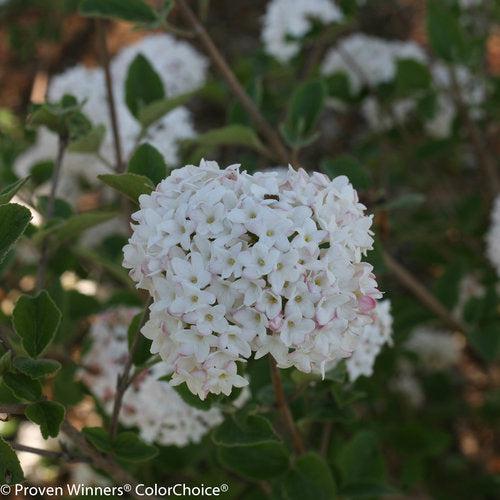 Viburnum carlesii 'SMVCB' ~ Spice Baby™ Koreanspice Viburnum-ServeScape