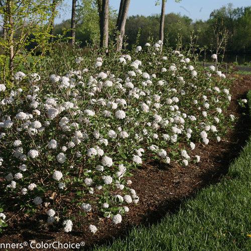 Viburnum carlesii 'SMVCB' ~ Spice Baby™ Koreanspice Viburnum-ServeScape