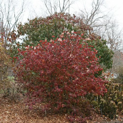 Viburnum carlesii ‘Spiro’ PP24,251 ~ Spice Girl® Koreanspice Viburnum-ServeScape