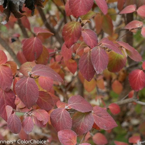 Viburnum carlesii ‘Spiro’ PP24,251 ~ Spice Girl® Koreanspice Viburnum-ServeScape