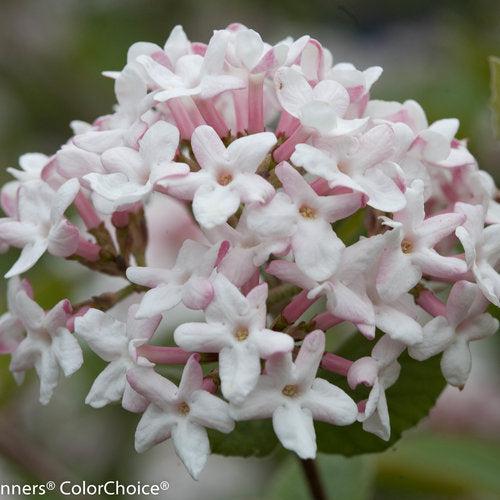 Viburnum carlesii ‘Spiro’ PP24,251 ~ Spice Girl® Koreanspice Viburnum-ServeScape