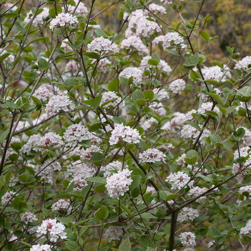 Viburnum carlesii ‘Spiro’ PP24,251 ~ Spice Girl® Koreanspice Viburnum-ServeScape