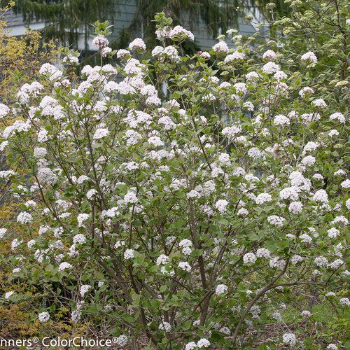 Viburnum carlesii ‘Spiro’ PP24,251 ~ Spice Girl® Koreanspice Viburnum-ServeScape