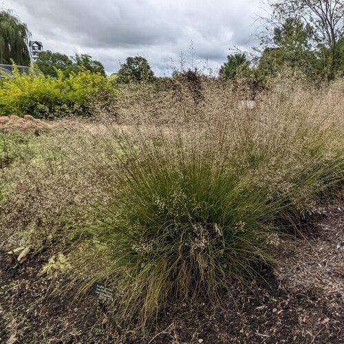 Sporobolus heterolepis 'Gone With The Wind' ~ Gone With The Wind Prairie Dropseed-ServeScape