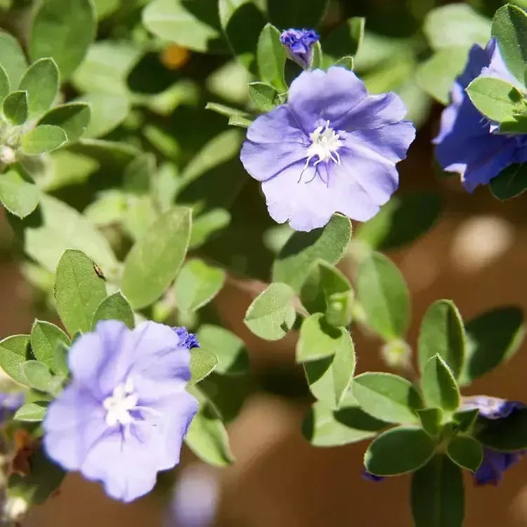 Evolvulus glomeratus 'Beach Bum Blue' ~ Beach Bum Blue, Blue Daze-ServeScape