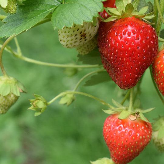 Fragaria × ananassa ~ Strawberry-ServeScape