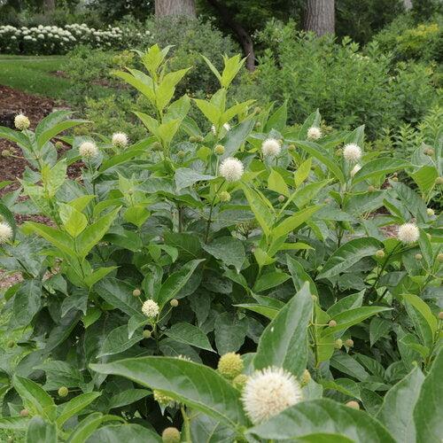 Cephalanthus occidentalis 'SMNCMBH' ~ Sugar Shack® 2.0 Buttonbush-ServeScape