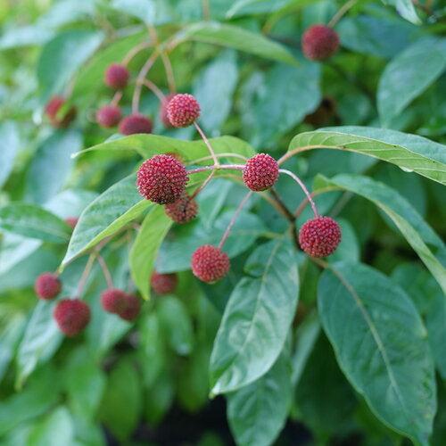 Cephalanthus occidentalis 'SMNCMBH' ~ Sugar Shack® 2.0 Buttonbush-ServeScape