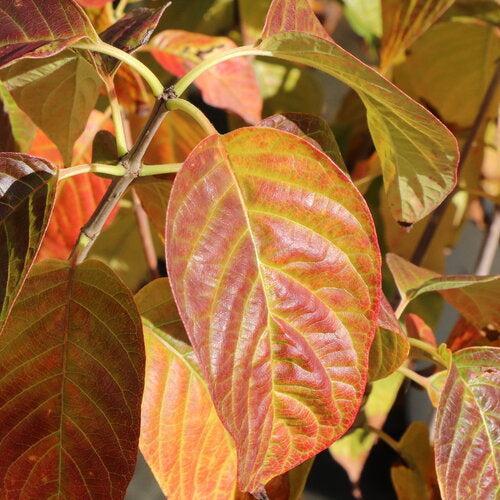 Cephalanthus occidentalis 'SMNCMBH' ~ Sugar Shack® 2.0 Buttonbush-ServeScape