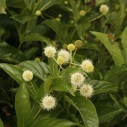 Cephalanthus occidentalis 'SMCOSS' ~ Sugar Shack® Buttonbush-ServeScape