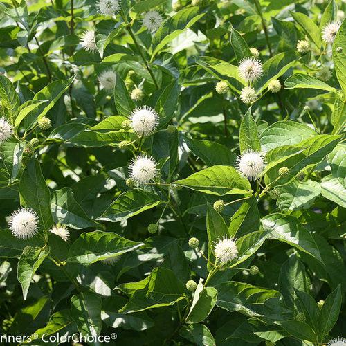 Cephalanthus occidentalis 'SMCOSS' ~ Sugar Shack® Buttonbush-ServeScape